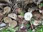 Korai porhanyósgomba (Psathyrella spadiceogrisea), Vértes